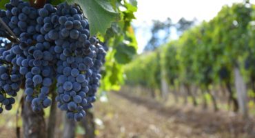 vinograd©Shutterstock