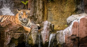 Safari-park-shutterstock_1144268237