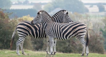 Safari-park-shutterstock_1206011539