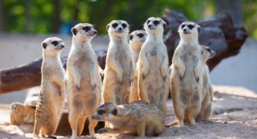 Safari-park-shutterstock_307505138
