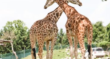 Safari-park-shutterstock_95663674